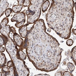 NaGLT1 Antibody, Novus Biologicals:Antibodies:Primary Antibodies